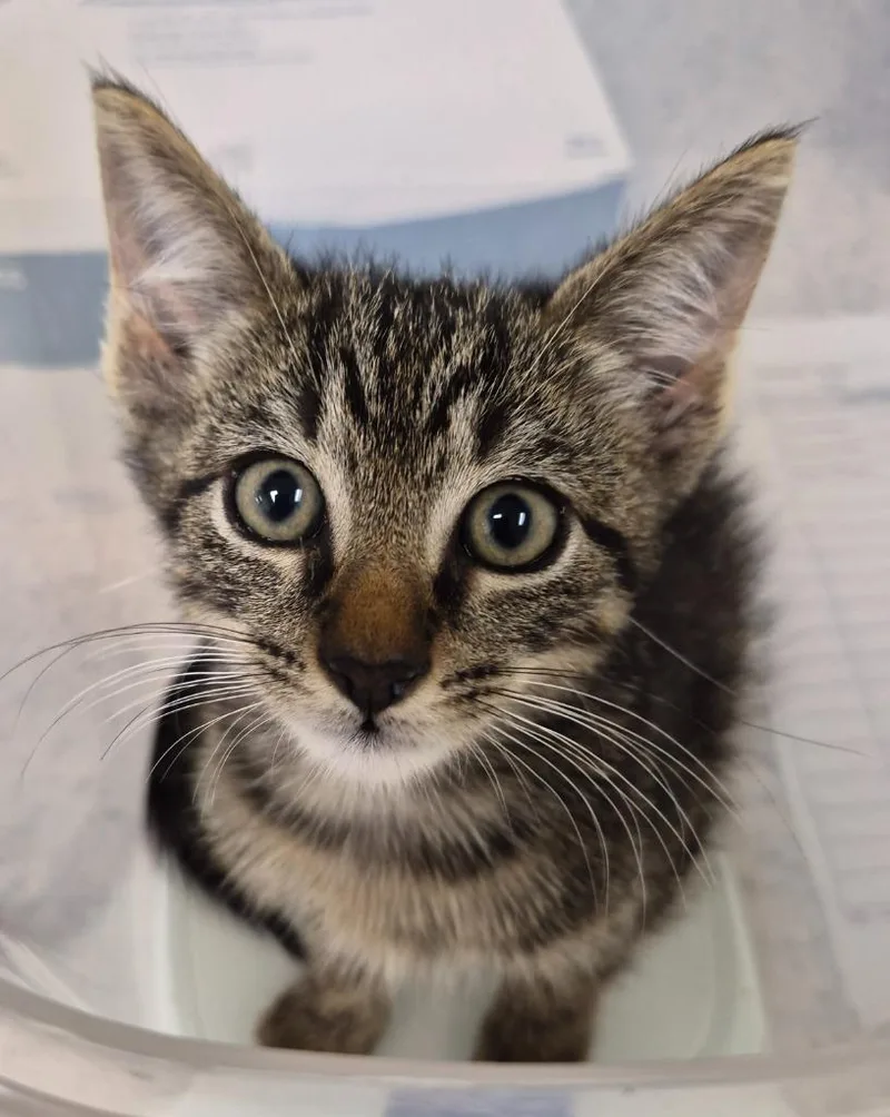 A baby medium-sized male Domestic Short Hair cat named Telemachus for adoption in Christiansburg, VA