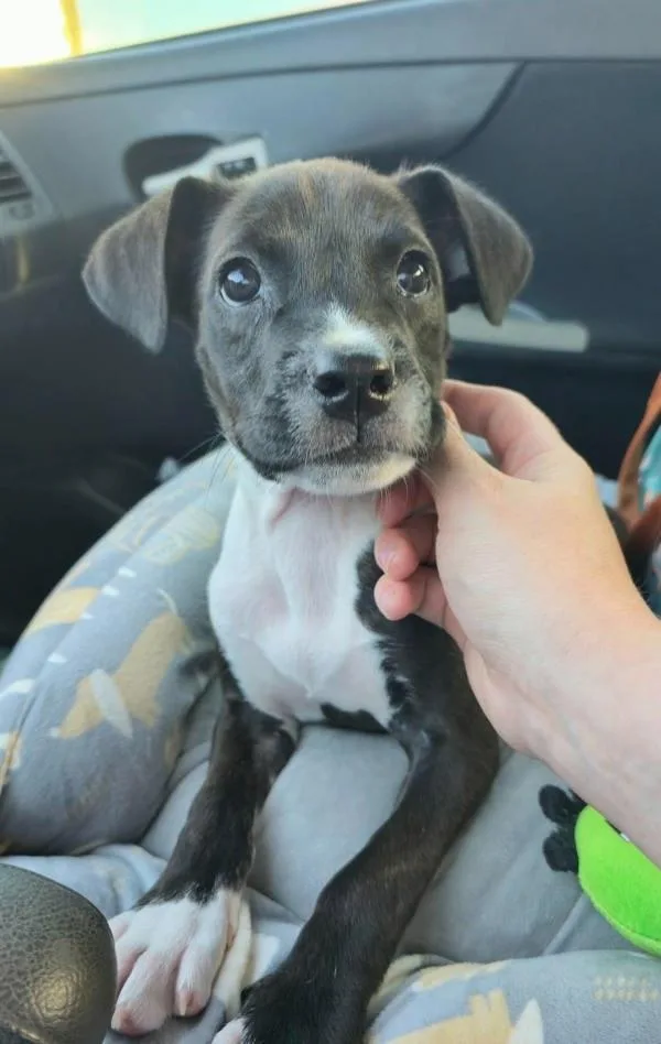 A baby small-sized female Pit Bull Terrier dog named Cosmo for adoption in Mobile, AL