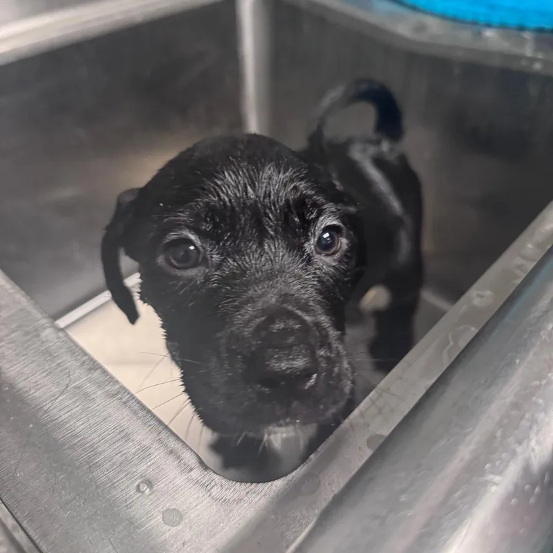 A baby small-sized female Black Labrador Retriever dog named Collette for adoption in South Haven, MI