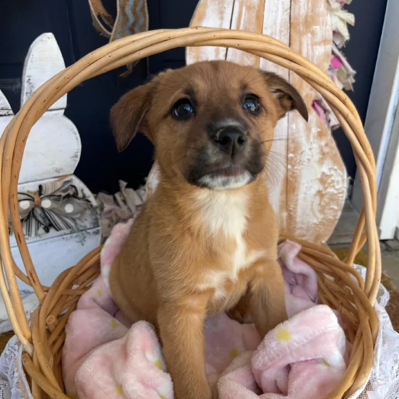 A baby medium-sized female Brown / Chocolate Mixed Breed dog named Nala for adoption in Huntsville, AL