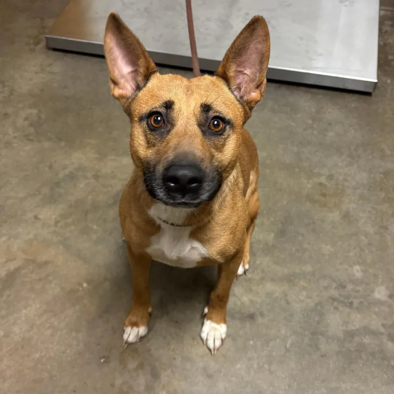 An adult medium-sized female Brown / Chocolate Mixed Breed dog named Cocoa for adoption in Ottawa, KS