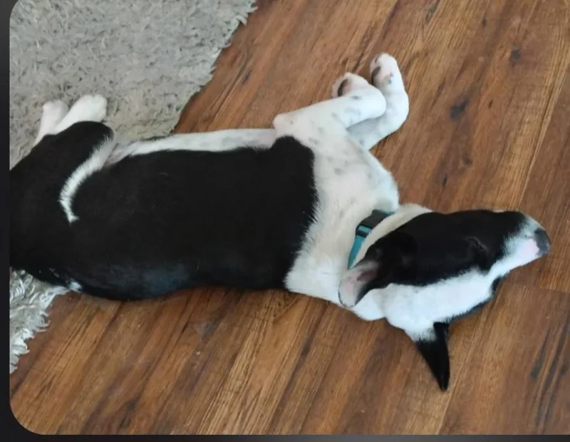 A baby medium-sized male Black Labrador Retriever dog named Sb for adoption in Houston, TX