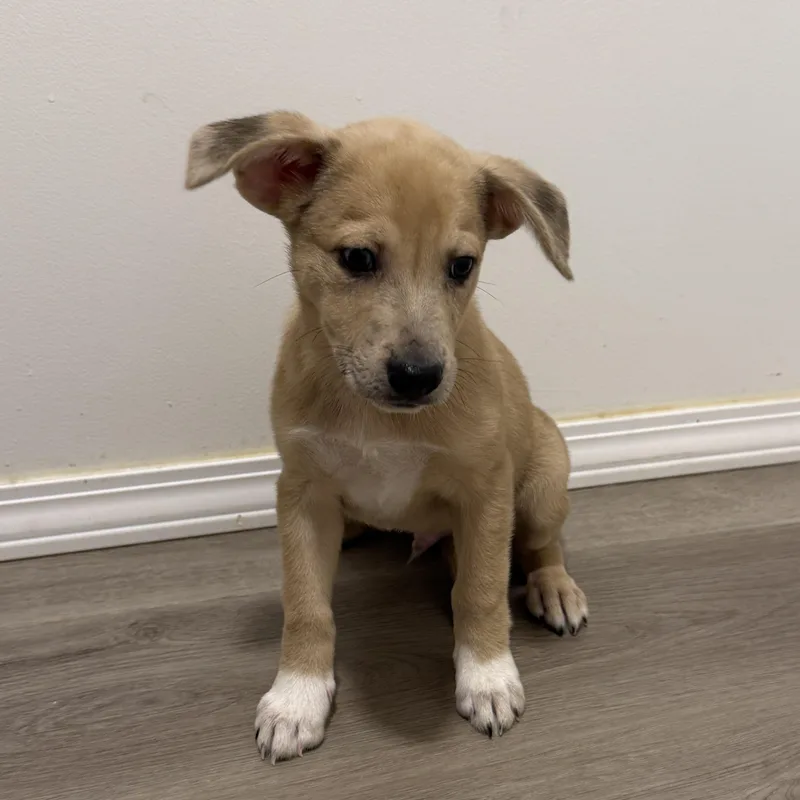 A baby medium-sized male Labrador Retriever dog named Cocoa Pebbles for adoption in San Diego, CA