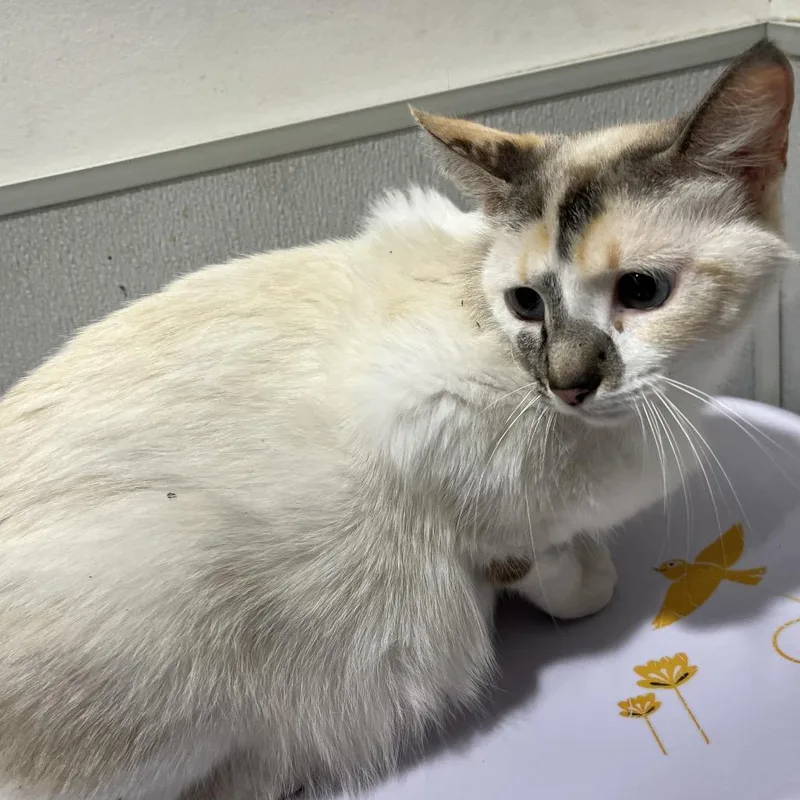 An adult medium-sized female White Domestic Short Hair cat named Florence for adoption in Tampa, FL
