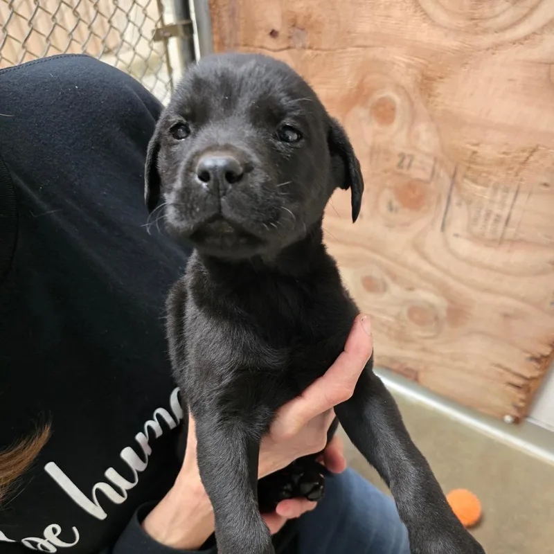 A baby medium-sized male Black Mixed Breed dog named Darrell for adoption in Fort Bragg, CA