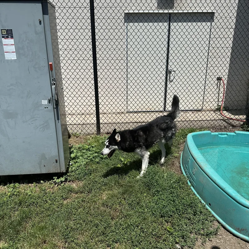 A young medium-sized male Black Siberian Husky dog named Balto for adoption in Yonkers, NY
