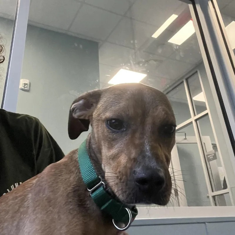 A young small-sized female Brown / Chocolate Mixed Breed dog named Nellie for adoption in Greensboro, NC
