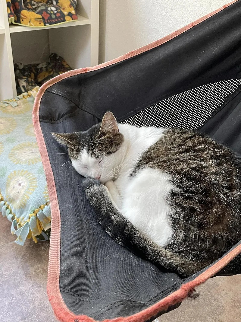 A young medium-sized female Tabby (Buff / Tan / Fawn) Domestic Short Hair cat named Briar Beaumont for adoption in Philadelphia, PA