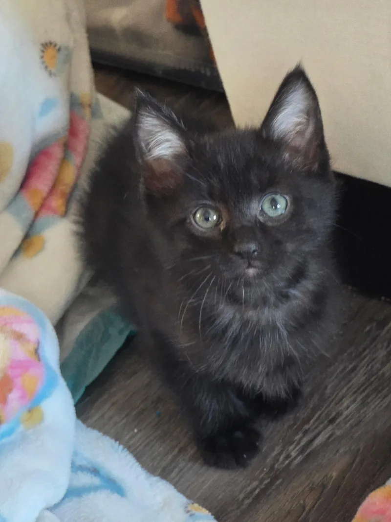 A baby small-sized female Domestic Short Hair cat named Brooke for adoption in Long Beach, CA