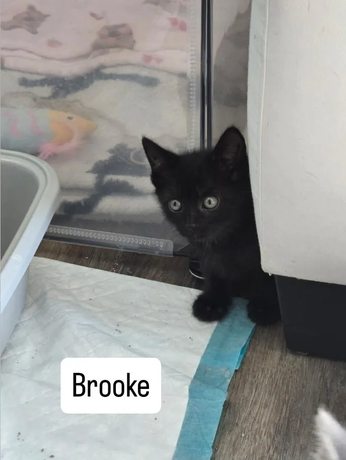 Brooke thumbnail 3