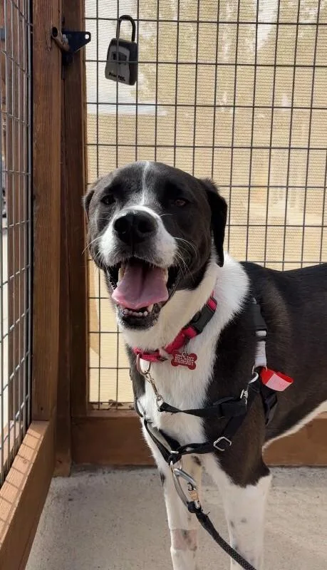 Harrington thumbnail 2