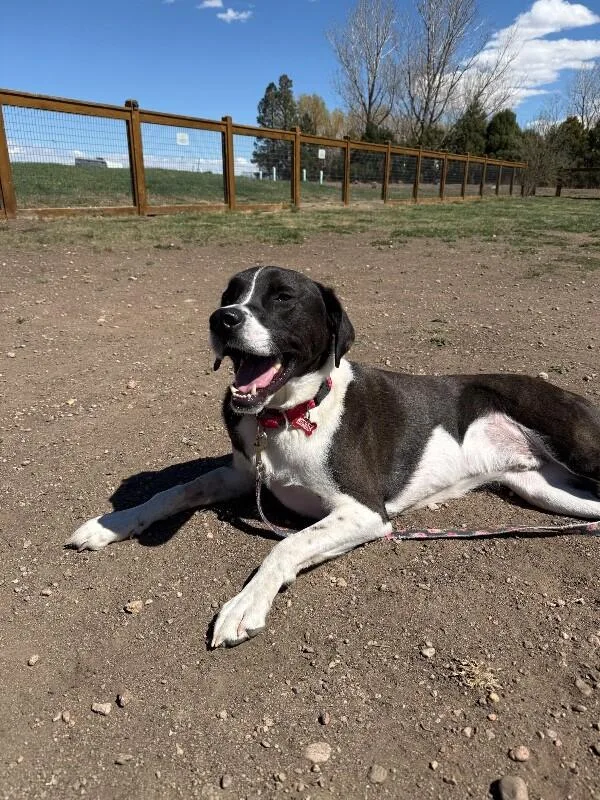 Harrington thumbnail 3