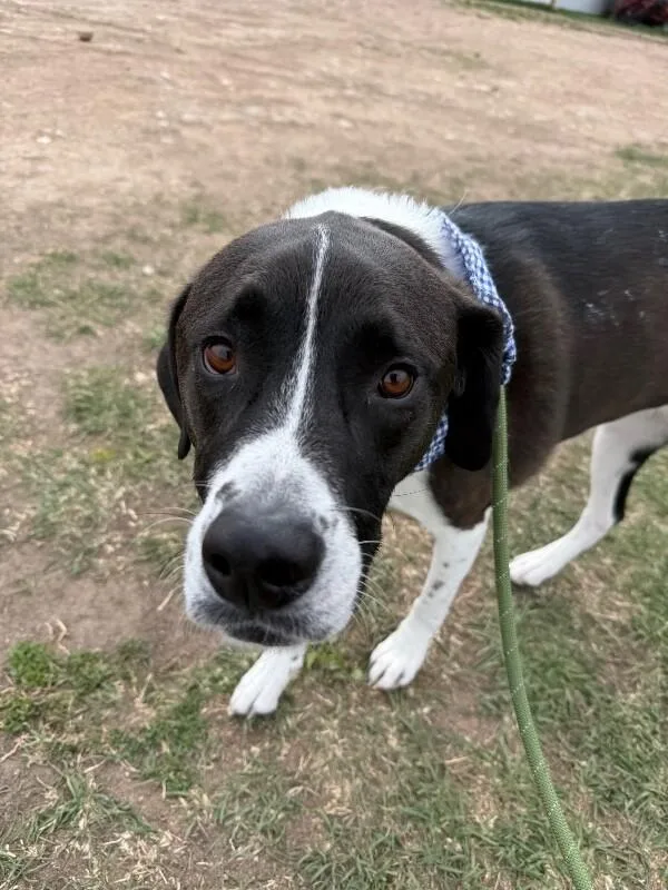 Harrington thumbnail 5