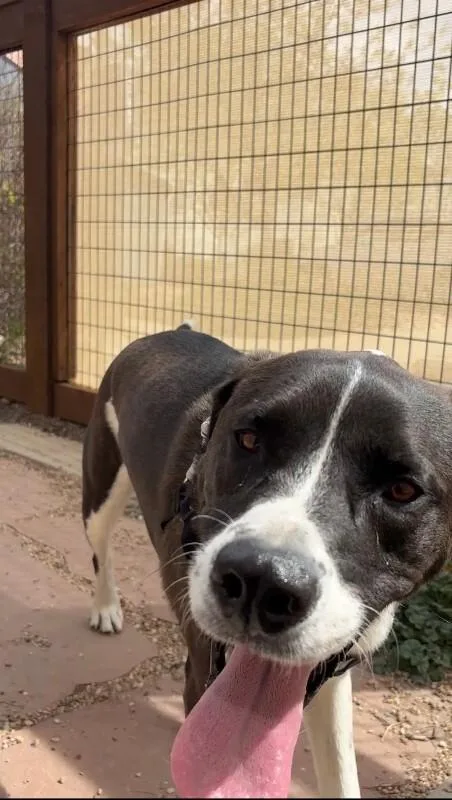 Harrington thumbnail 6