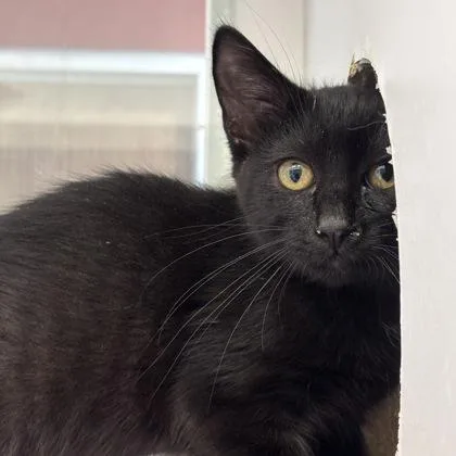 A baby small-sized male Domestic Short Hair cat named Ramen for adoption in Janesville, WI