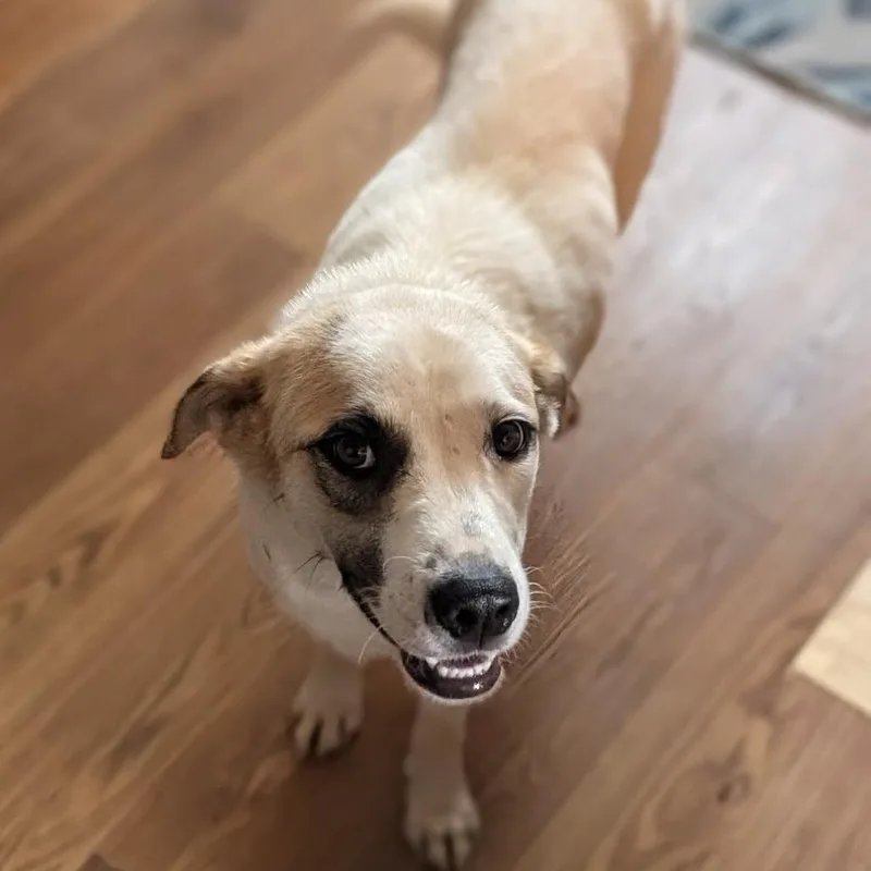 A young medium-sized female White / Cream Great Pyrenees dog named Twyla for adoption in Raleigh, NC