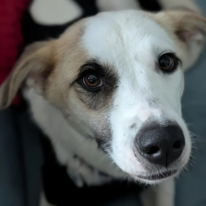 Twyla thumbnail 3