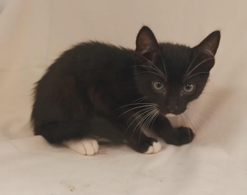 A baby small-sized male Domestic Short Hair cat named Moss for adoption in Los Angeles, CA