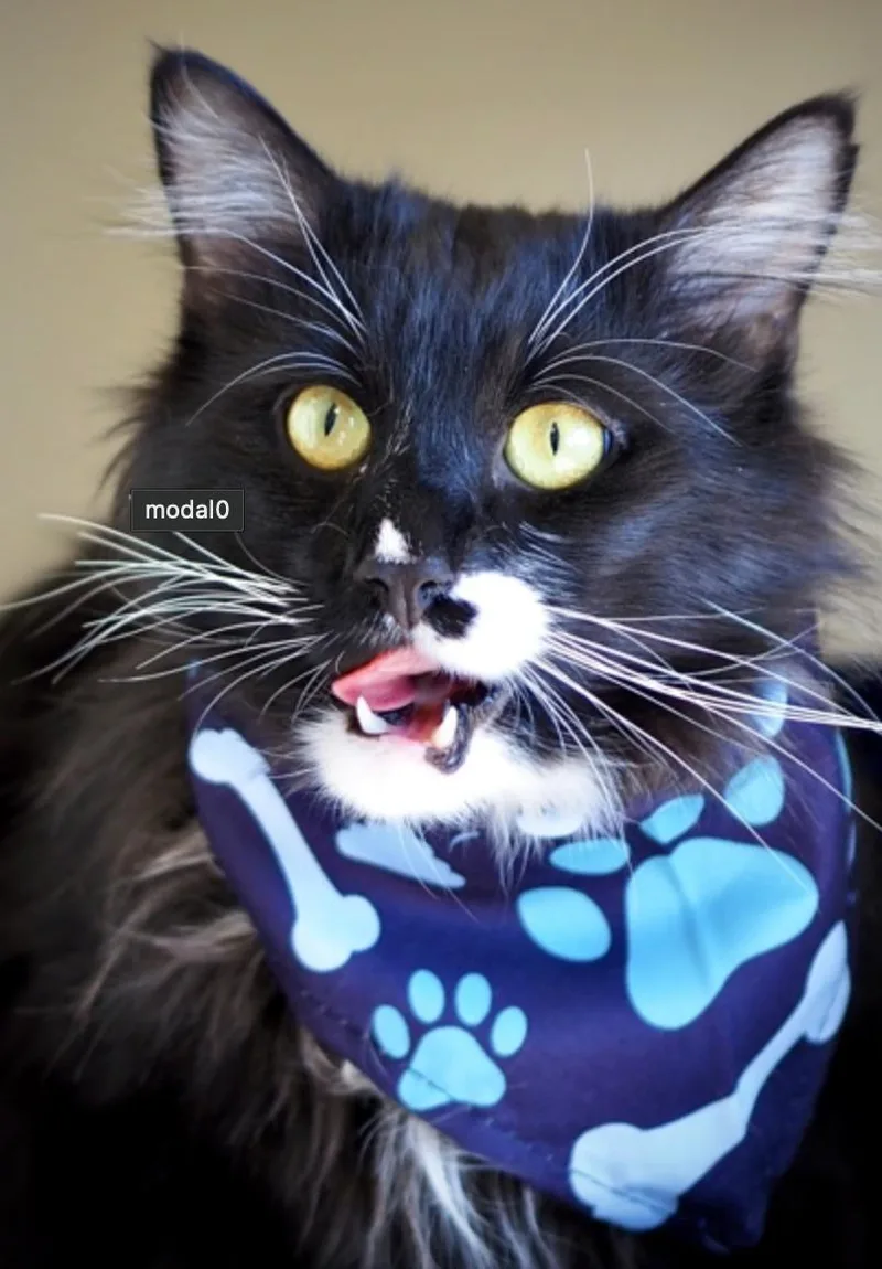 An adult medium-sized male Black Domestic Long Hair cat named Boots for adoption in Buena Vista, CO