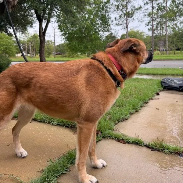 A senior medium-sized female Mixed Breed dog named Ida for adoption in Melrose, FL