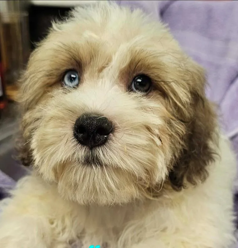 A baby small-sized male White / Cream Shih poo dog named Puff for adoption in Twin lakes, WI