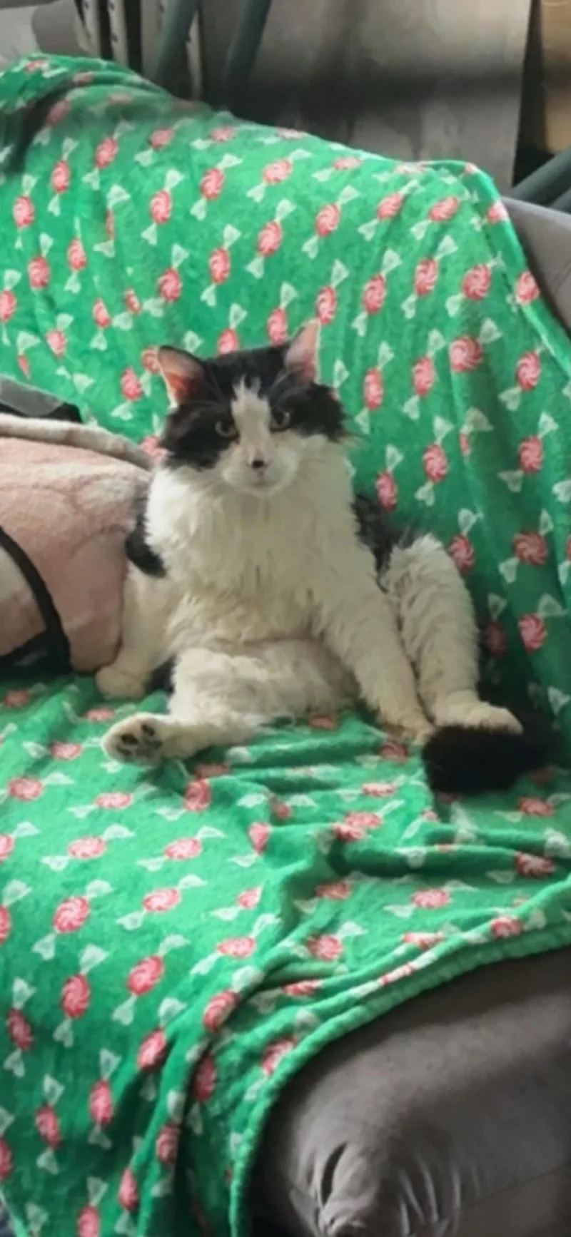 An adult large-sized male White Domestic Long Hair cat named Alfie for adoption in Seattle, WA