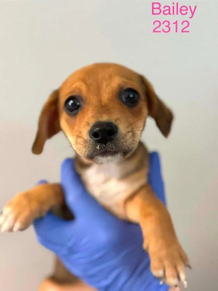 A baby medium-sized female Beagle dog named Bailey for adoption in New York, NY