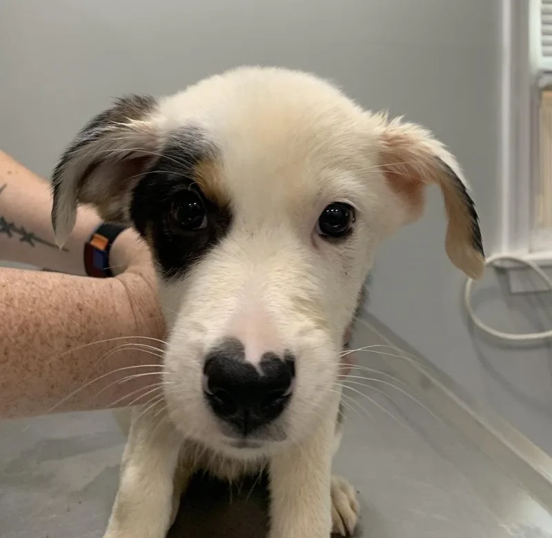 A baby medium-sized male Tricolor (Brown, Black, & White) Australian Shepherd dog named Babe Jetty for adoption in Washington, DC