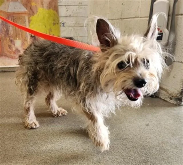 An adult small-sized female Silky Terrier dog named Bellatrix for adoption in San Bernardino, CA