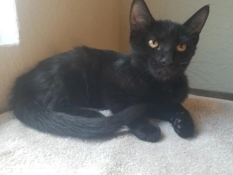 A baby small-sized female Domestic Short Hair cat named Ebony for adoption in Darien, GA