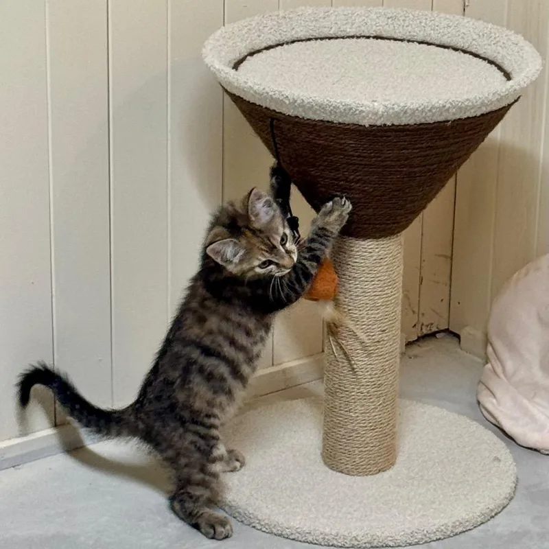 A baby small-sized female Gray / Blue / Silver Domestic Short Hair cat named Dash for adoption in Huntsville, AL
