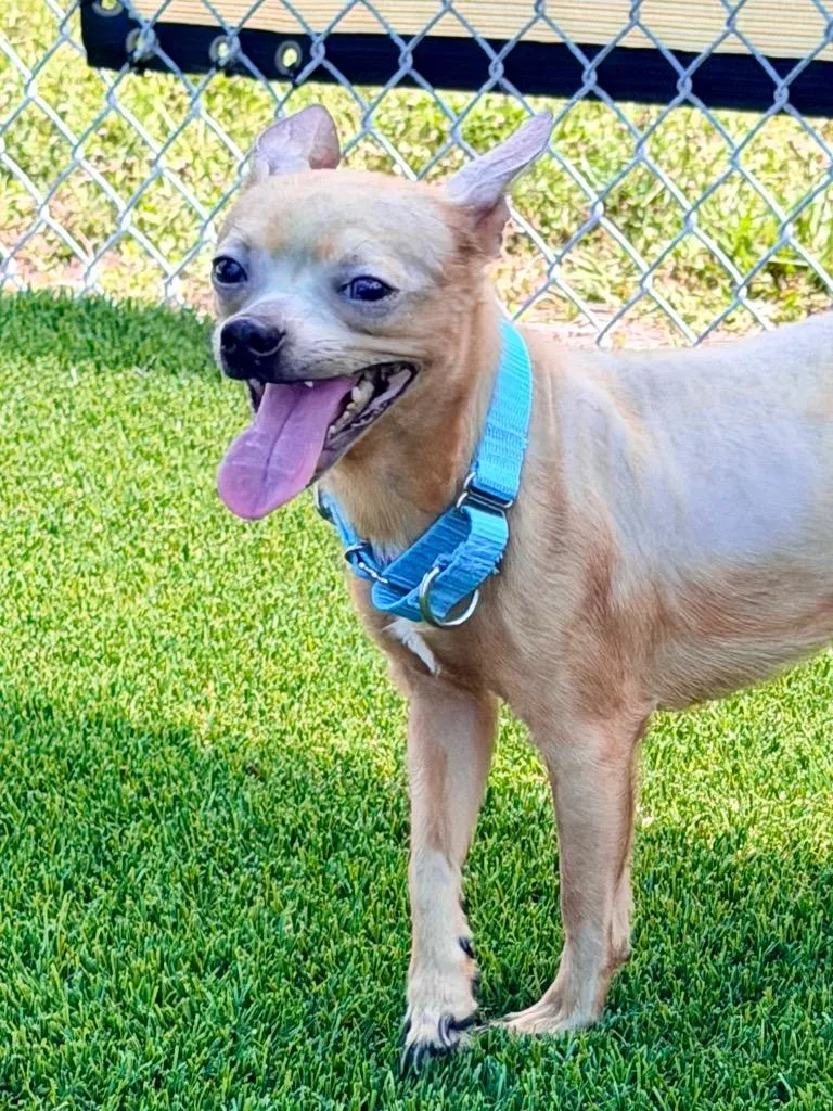 An adult small-sized male Chihuahua dog named Niven for adoption in Cape Coral, FL