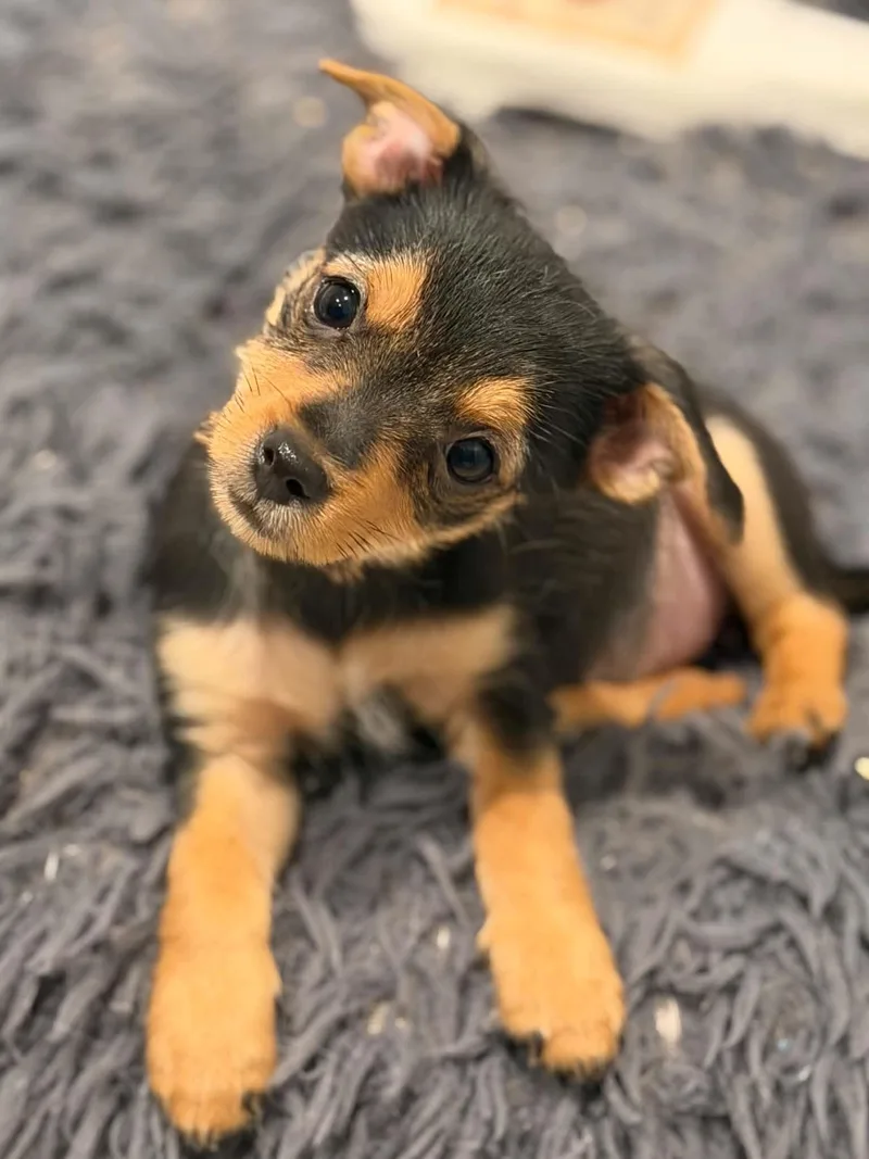 A baby small-sized female Black Yorkshire Terrier dog named Jean for adoption in Phoenix, AZ