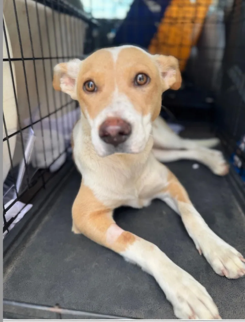 A young medium-sized female Australian Cattle Dog / Blue Heeler dog named Buttercup for adoption in Milwaukee, WI