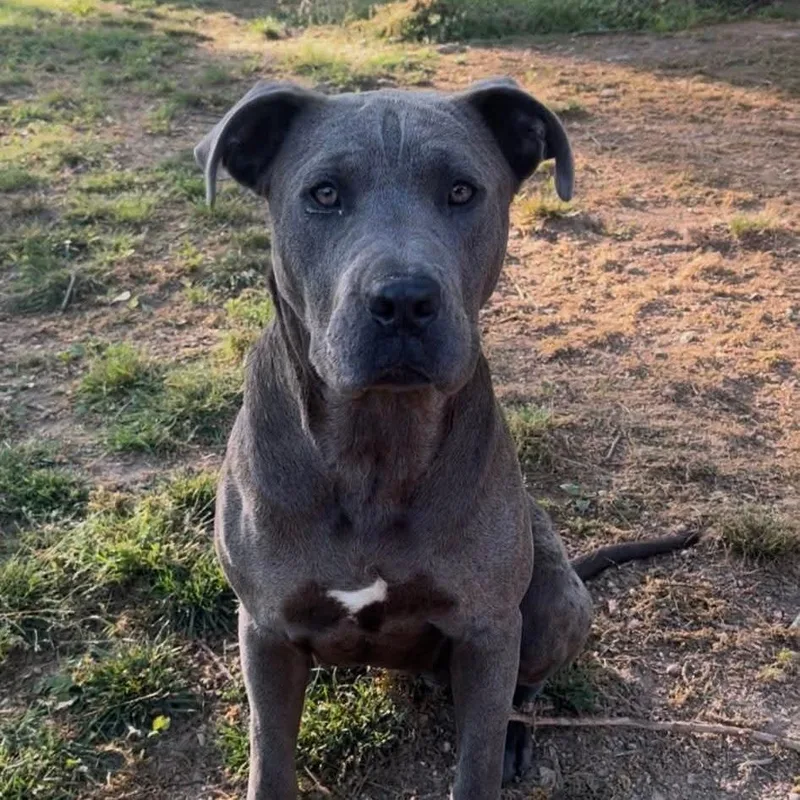 An adult large-sized female Gray / Blue / Silver Great Dane dog named Journey for adoption in Bessemer, AL