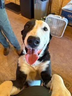 A young medium-sized male Border Collie dog named Dusty for adoption in Lafayette, TN