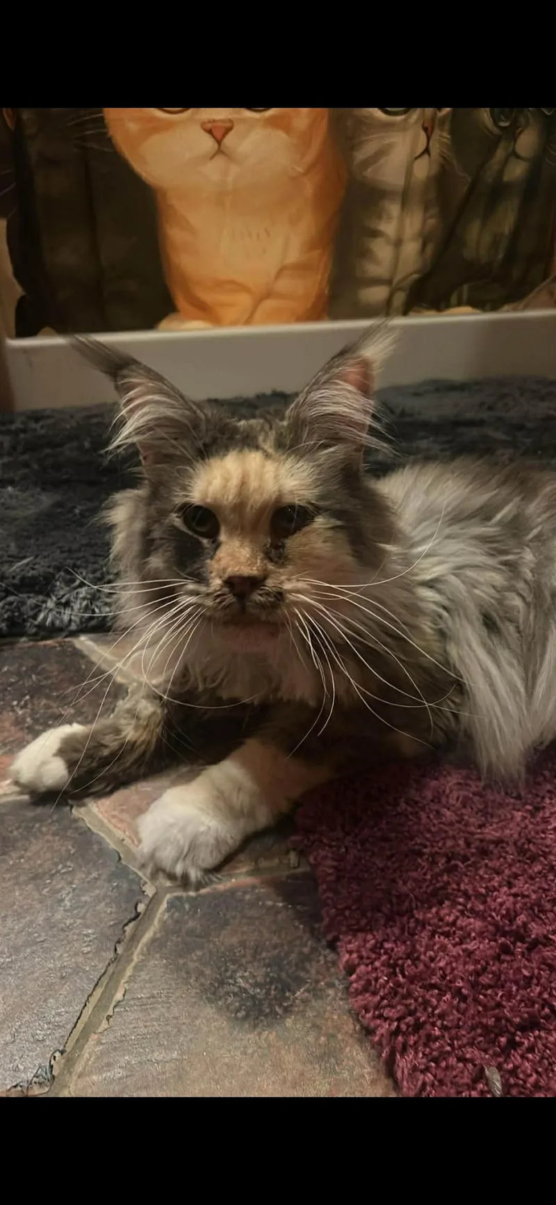 An adult large-sized female Maine Coon cat named Meet for adoption in Absecon, NJ