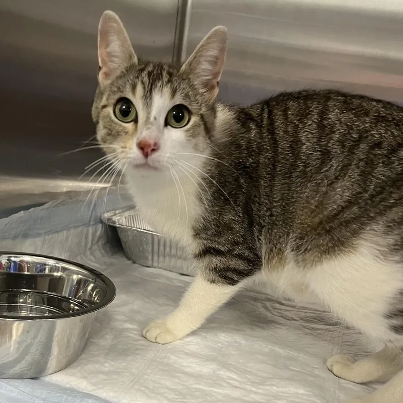 An adult medium-sized female Brown / Chocolate Domestic Short Hair cat named Porsche for adoption in Greensboro, NC