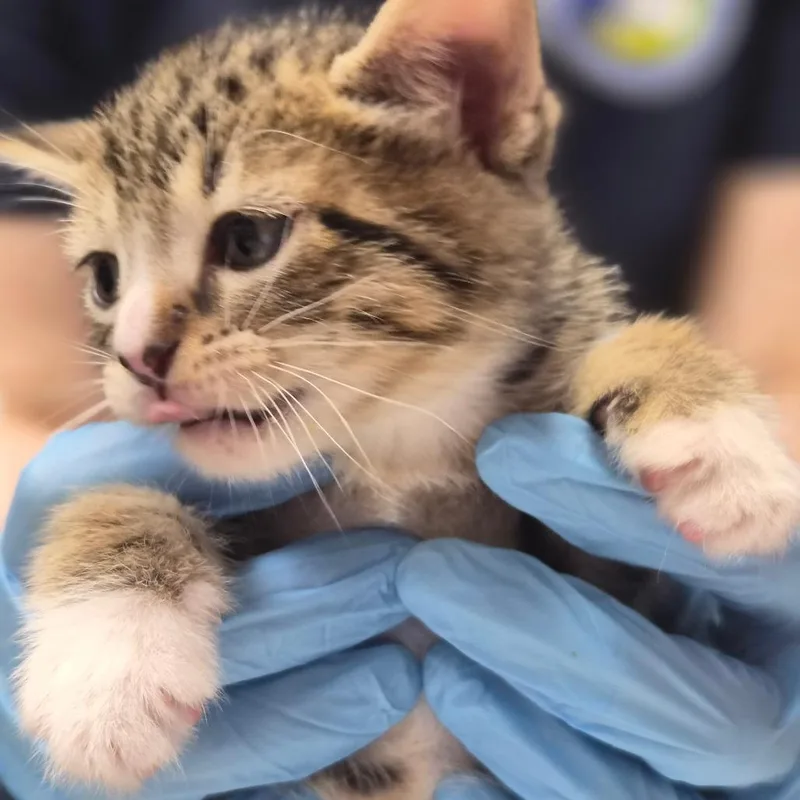 A baby small-sized male Brown / Chocolate Domestic Short Hair cat named Eminem for adoption in Newark, NJ