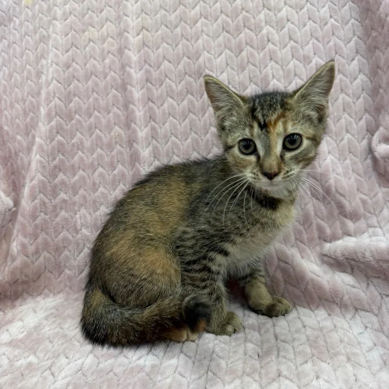 A baby small-sized female Torbie Domestic Short Hair cat named Genesis for adoption in Raleigh, NC