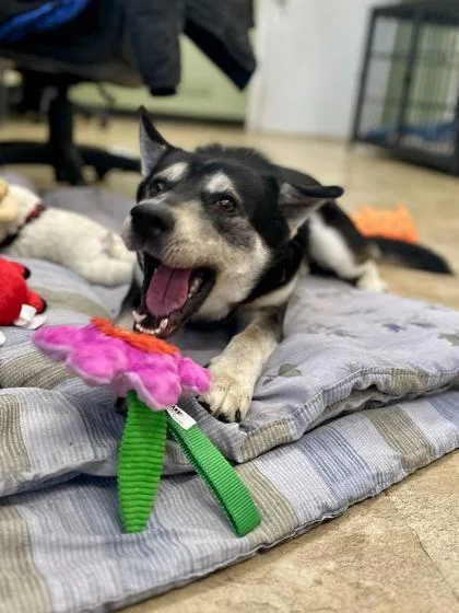 Steve Harrington thumbnail 2