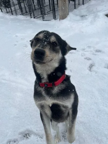 Steve Harrington thumbnail 3