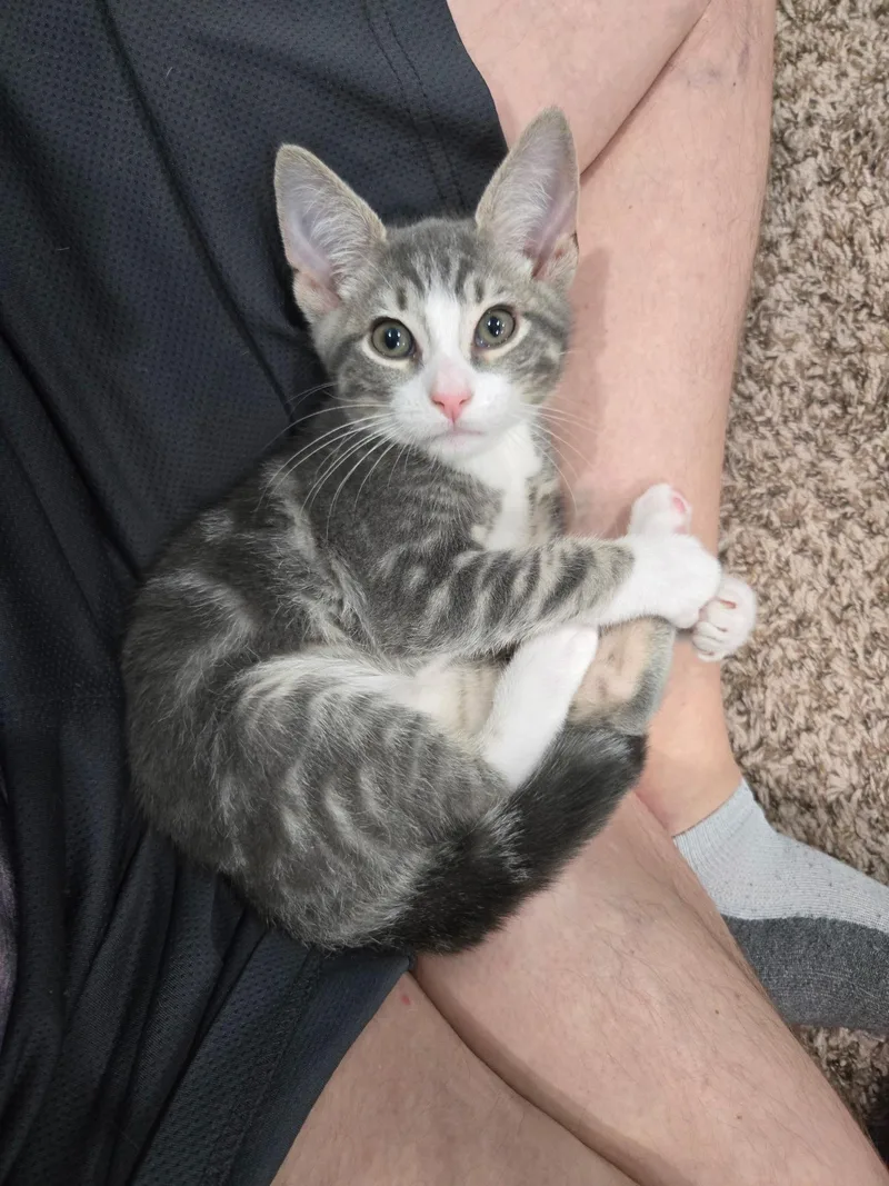 A baby small-sized male Tabby (Gray / Blue / Silver) Domestic Short Hair cat named Haze for adoption in Richmond, VA