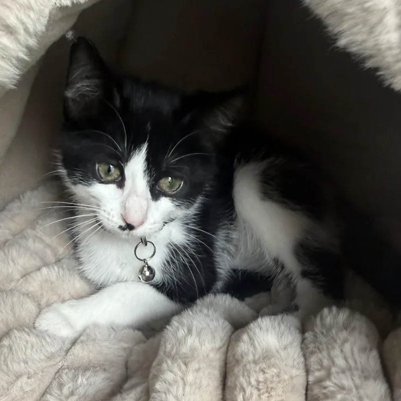 A baby medium-sized female Black & White / Tuxedo Domestic Short Hair cat named Bella for adoption in Tampa, FL