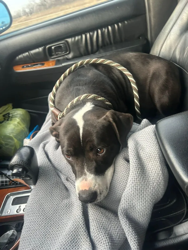 Panda   $ thumbnail 2