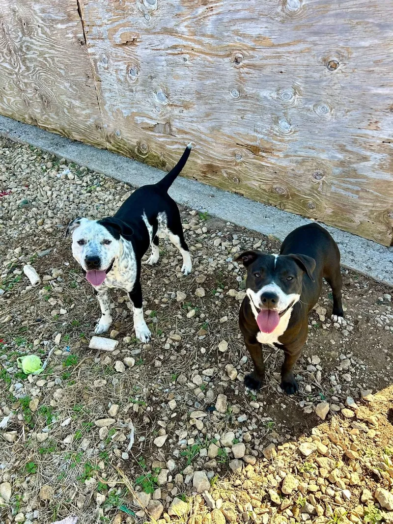 Panda   $ thumbnail 3