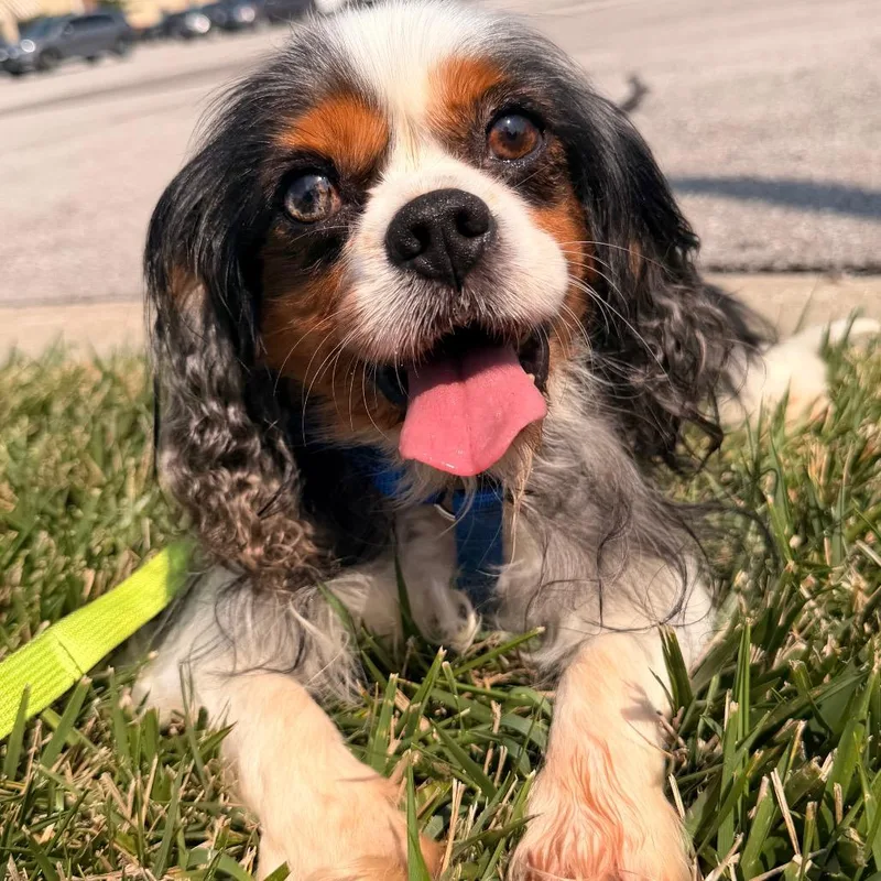 An adult medium-sized male Gray / Blue / Silver Cavalier King Charles Spaniel dog named Charlie for adoption in Lee's Summit, MO