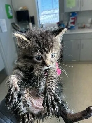 A baby small-sized female Domestic Short Hair cat named Ally for adoption in Lafayette, IN