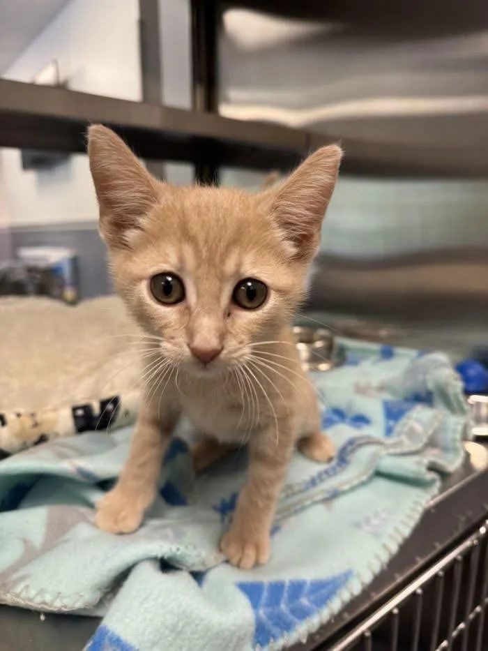 A baby medium-sized male Orange & White Domestic Short Hair cat named Iggy for adoption in Hilton Head Island, SC