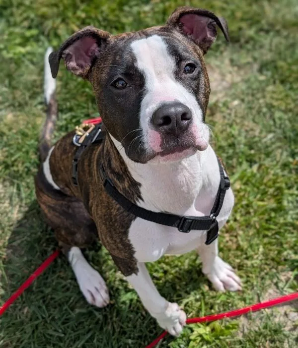 An adult medium-sized male Boxer dog named Sharkleberry Fin for adoption in Santa Rosa, CA